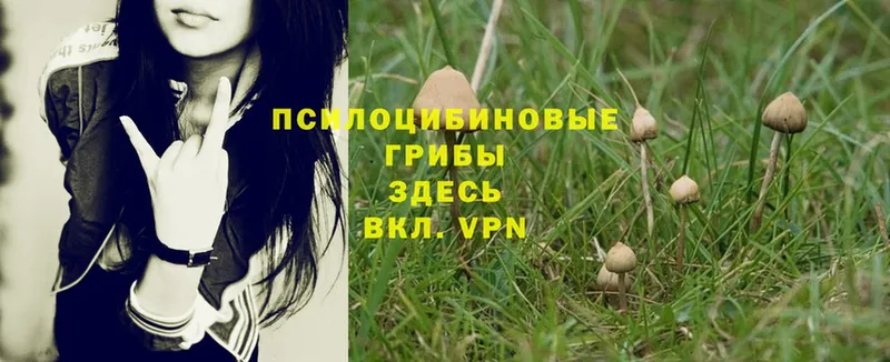 маркетплейс какой сайт  Миасс  Галлюциногенные грибы Psilocybe 